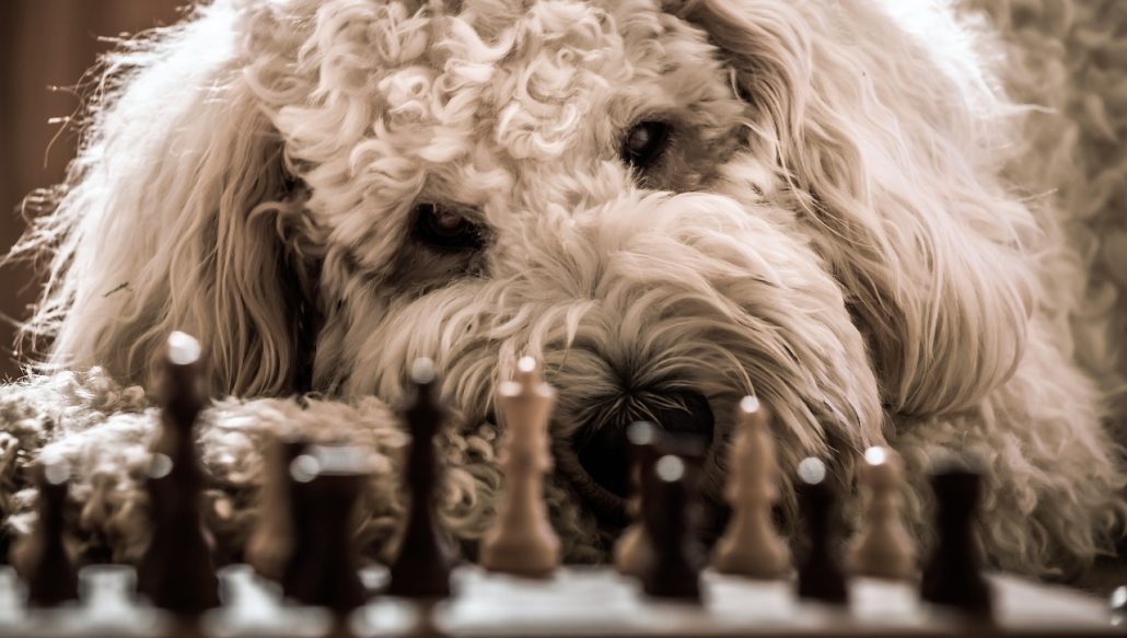 wfm chess dog