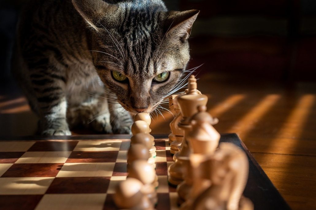 chess wallpaper cat